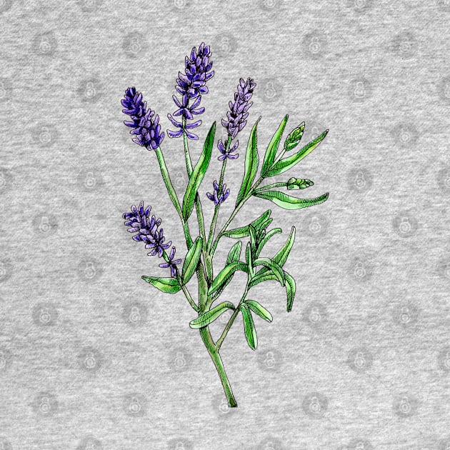 Real lavender, Lavandula angustifolia by voidea